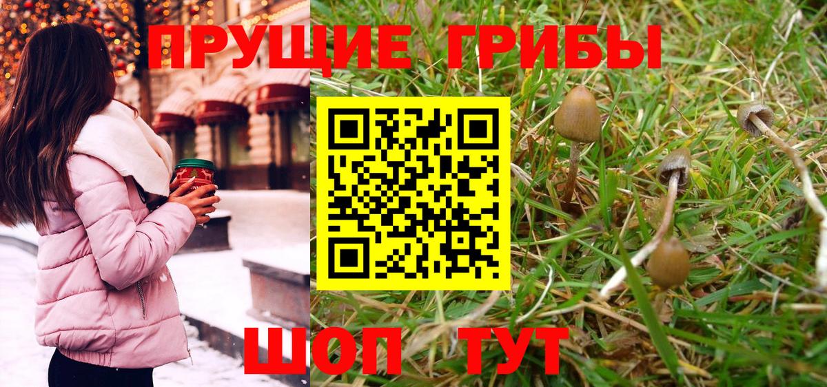Галлюциногенные грибы Psilocybine cubensis Саров